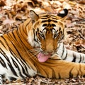 Large male Bengal tiger