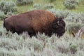 Large male bison