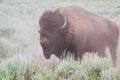 Large male bison