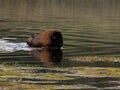 Large Male Bison Crossing Yellowstone River Royalty Free Stock Photo