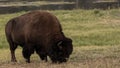 Large Male Bison Grazes Near The Yellowstone River Royalty Free Stock Photo