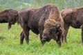 A large male bison grazing in the meadow.