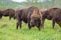 A large male bison grazing in the meadow. Royalty Free Stock Photo