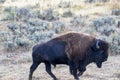 A large male bison grazing in the sage brush Royalty Free Stock Photo