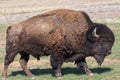 Large Male Bison walking across a field