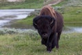 Large Male Bison in Yellowstone