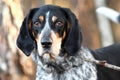 Large male Bluetick Coonhound hunting dog with large floppy ears