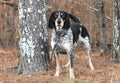 Large male Bluetick Coonhound hunting dog with large floppy ears