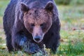 Large male brown bear approaching, horizontal Royalty Free Stock Photo