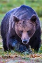 Large male brown bear approaching Royalty Free Stock Photo