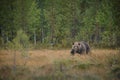 Large male brown bear in Finland Royalty Free Stock Photo