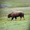 Large male buffalo