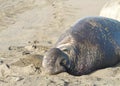 Large elephant seal male on sandy beach Royalty Free Stock Photo