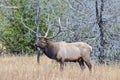 Large Male Bull Elk in a Field