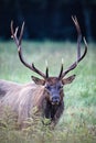 Large male bull elk with full rack stares at camera