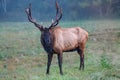 Large male bull elk in morning meadow in Cataloochee