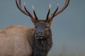 Large male bull elk stares directly forward