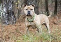 Large male Bulldog Pitbull Presa Canario Mastiff mix breed dog with collar