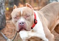 Large male Bully Mastiff Pit Bull Terrier dog with cropped ears outside with red collar and leash Royalty Free Stock Photo