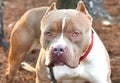 Large male Bully Mastiff Pit Bull Terrier dog with cropped ears outside with red collar and leash Royalty Free Stock Photo