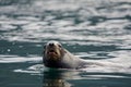 Large male California sea lion stares while swimming by