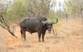 Large male cape buffalo in Kruger National Park