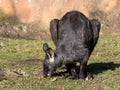 large male Common wallaroo, Macropus r. robustus, is grazing on the grass Royalty Free Stock Photo