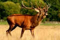 Large male deer with antlers bellowing