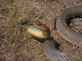 Large male of Dolichophis caspius Royalty Free Stock Photo