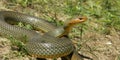 Large male of Dolichophis caspius under attack