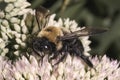 A large male Eastern Carpenter Bee (Xylocopa virginica) feeding and pollinating sedum flowers. Royalty Free Stock Photo