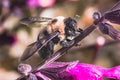 A large male Eastern Carpenter Bee Xylocopa virginica nectar robbing a pink salvia flower stem. Royalty Free Stock Photo