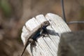 Large Male Eastern Fence Lizard Royalty Free Stock Photo