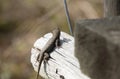 Large Male Eastern Fence Lizard Royalty Free Stock Photo