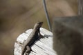 Large Male Eastern Fence Lizard Royalty Free Stock Photo