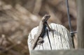 Large Male Eastern Fence Lizard Royalty Free Stock Photo