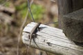 Large Male Eastern Fence Lizard Royalty Free Stock Photo