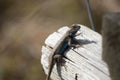 Large Male Eastern Fence Lizard Royalty Free Stock Photo