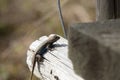 Large Male Eastern Fence Lizard Royalty Free Stock Photo