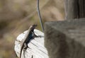 Large Male Eastern Fence Lizard Royalty Free Stock Photo