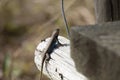 Large Male Eastern Fence Lizard Royalty Free Stock Photo