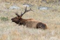 Male Elk laying down but bugling in RMNP Royalty Free Stock Photo