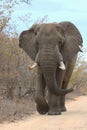 Large Male Elephant