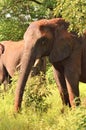 Large Male elephant Royalty Free Stock Photo