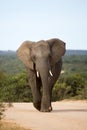 Large male elephant on bush road