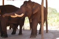 Large male elephant Royalty Free Stock Photo