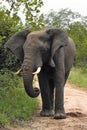 Large male elephant Royalty Free Stock Photo
