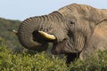 Large male elephant feeding on bushes and shrubs Royalty Free Stock Photo