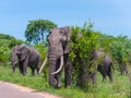 Large Male Elephant with large tusks on side of road. Royalty Free Stock Photo