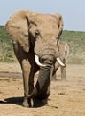 Large male elephant walking Royalty Free Stock Photo